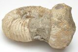 Fossil Heteromorph (Nostoceras) Ammonite - Madagascar #207547-1